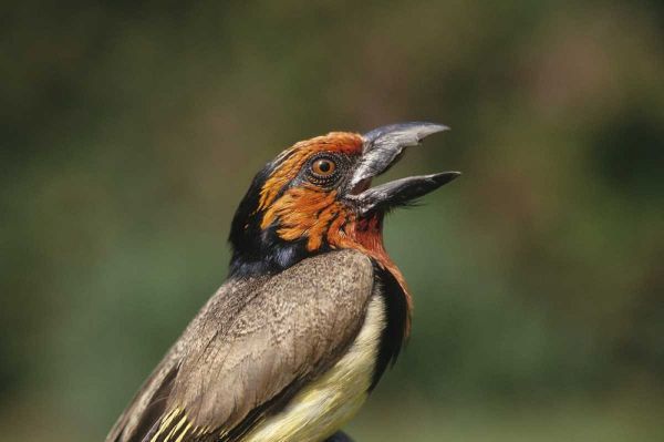 Zimbabwe Close-up of black-collared barbet